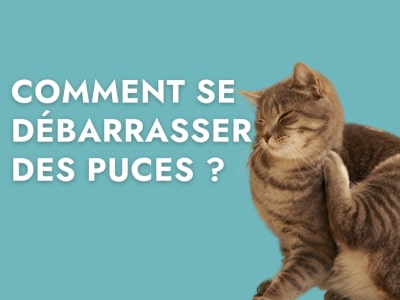 puces chat